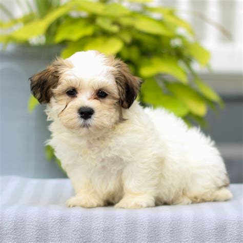 If you require a pup with<b> breeding</b> rights or for show quality with a top pedigree then expect to pay from $2,000 upwards to $3,000 or even more. . Shichon puppies for sale pennsylvania